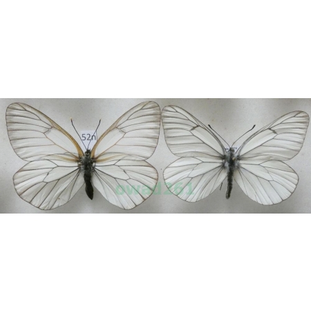 Aporia crataegi (Linnaeus, 1758) pair Niestrzęp głogowiec Poland52n